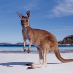 western-australia-kangaroo-beach-1332004194